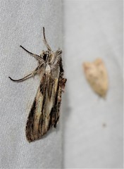 Cucullia convexipennis