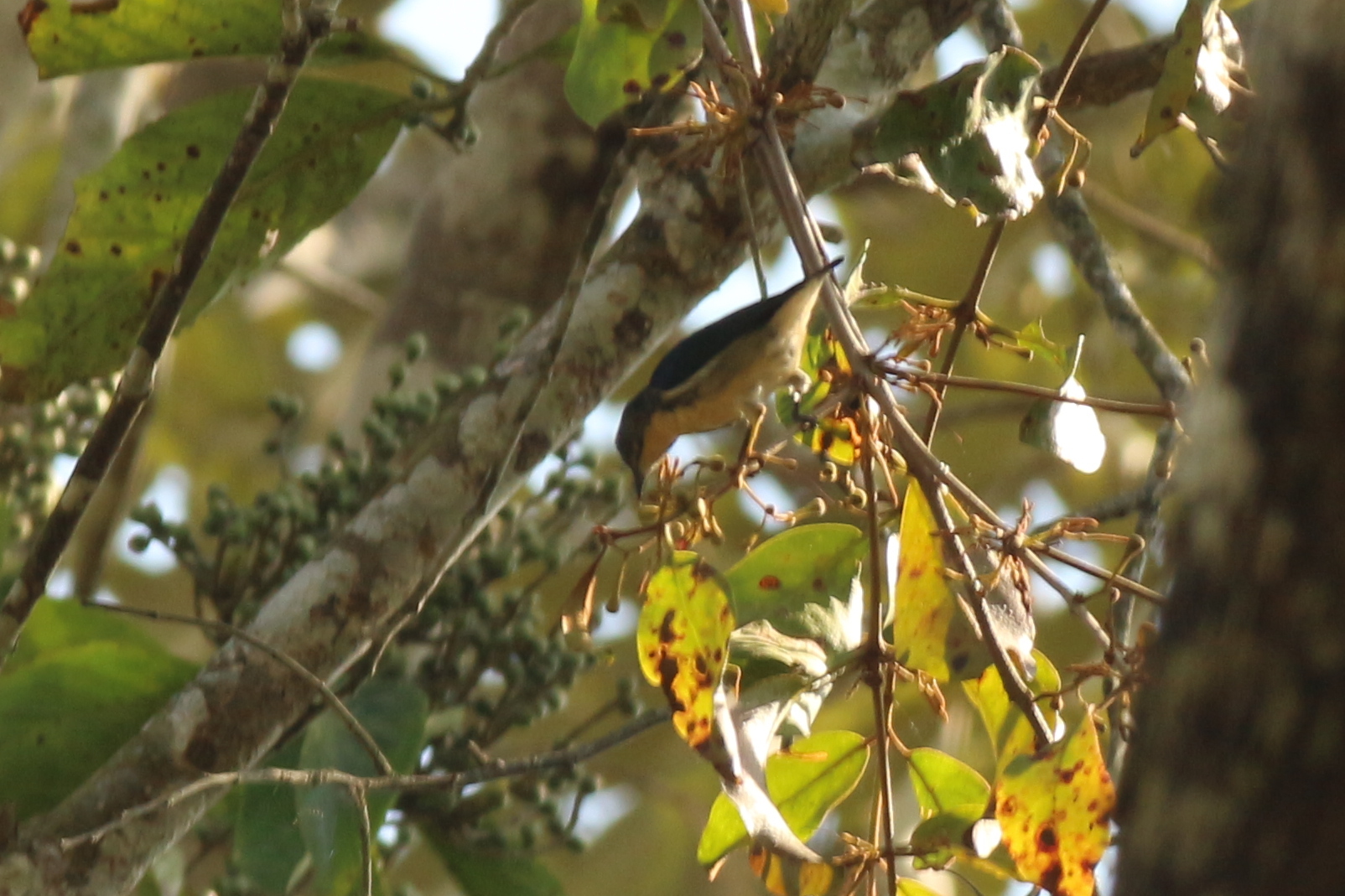 Cambodian Flowerpecker illustration