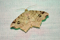 Macaria notata