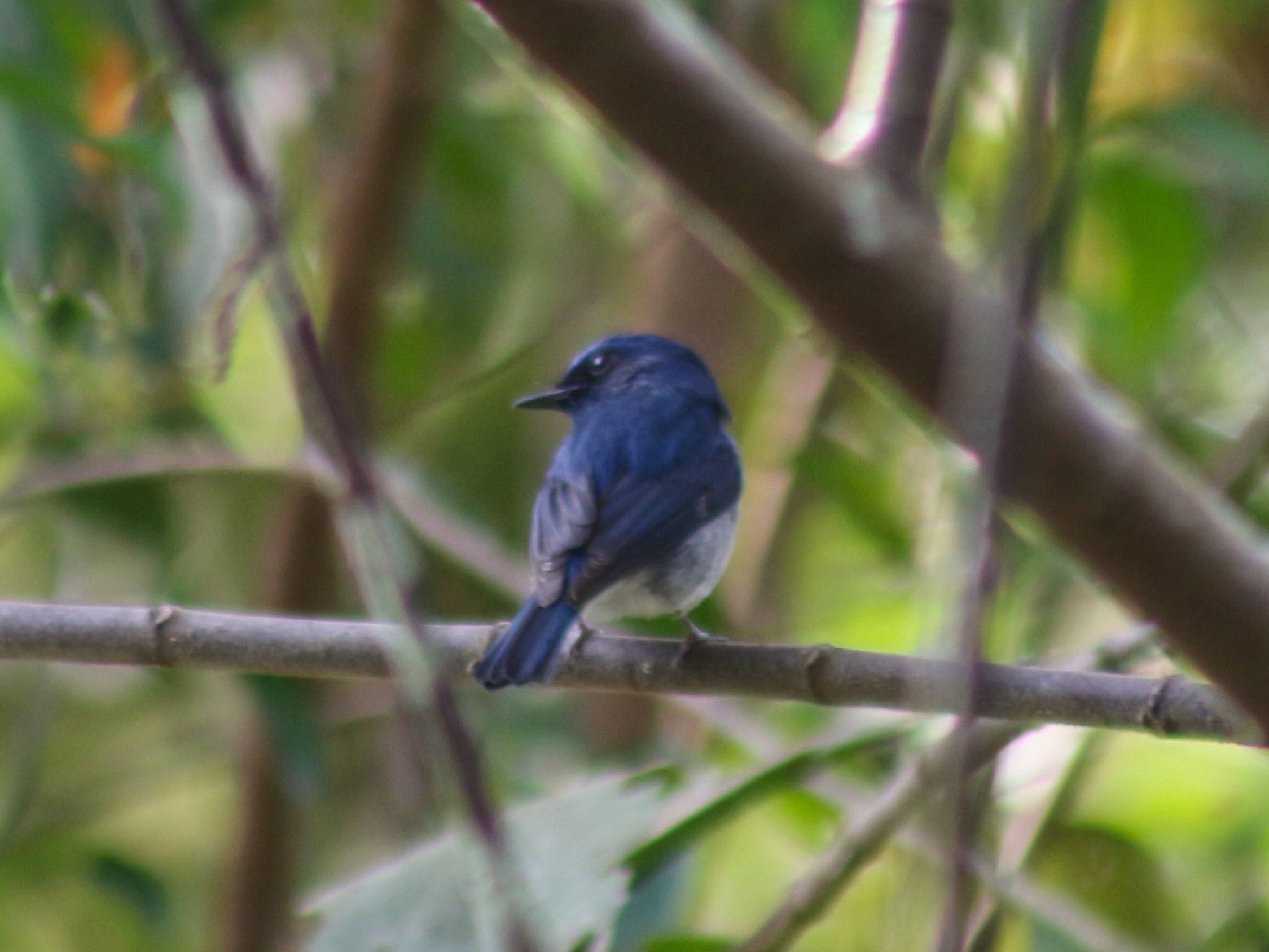 Hainan Blue Flycatcher (Cyornis hainanus), photo 9