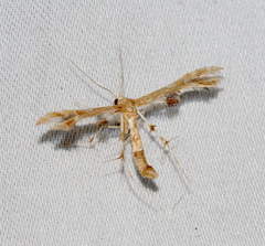 Geina periscelidactylus