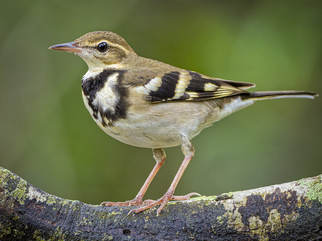 Forest Wagtail photo