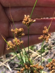 Carex pachystachya