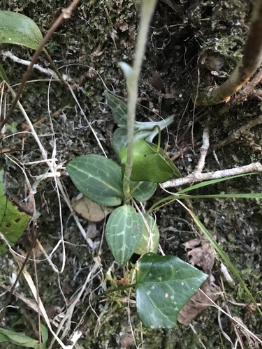 Image of Schlechtendal's Goodyera (Goodyera schlechtendaliana) by no rights reserved