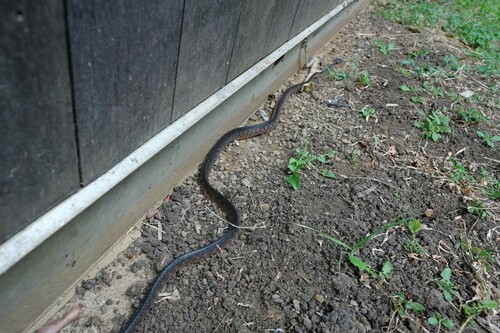Brown Tree Snake sighting