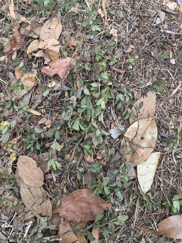 Foto de Crotalária
