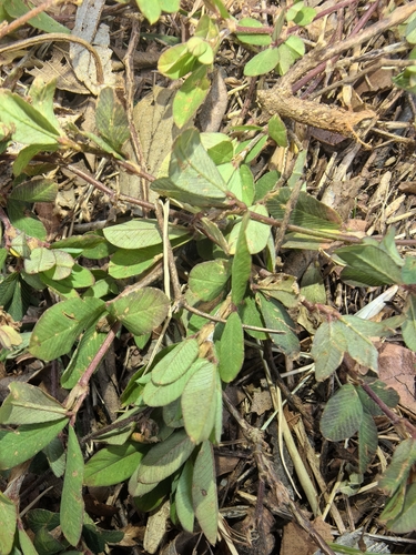 Foto de Crotalária