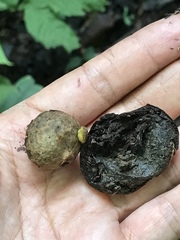 Iriartea deltoidea