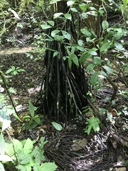 Iriartea deltoidea