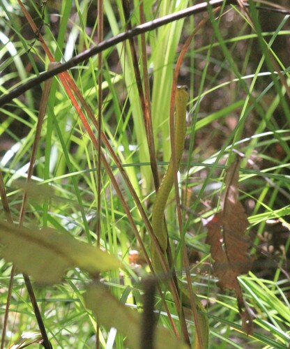 Common Tree Snake sighting