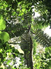 Iriartea deltoidea