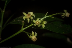 Anthocarapa nitidula