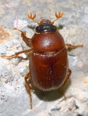 Parochodaeus