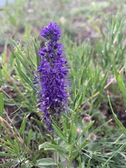 Veronica porphyriana