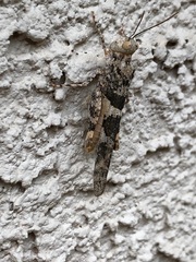 Trimerotropis pallidipennis