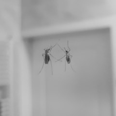Culex pipiens
