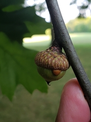 Callirhytis quercusoperator