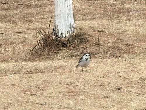 White Wagtail