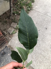 Fraxinus pennsylvanica