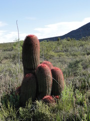 Ferocactus pilosus