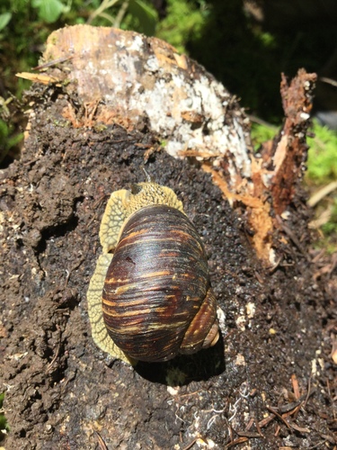 Humboldtiana buffoniana