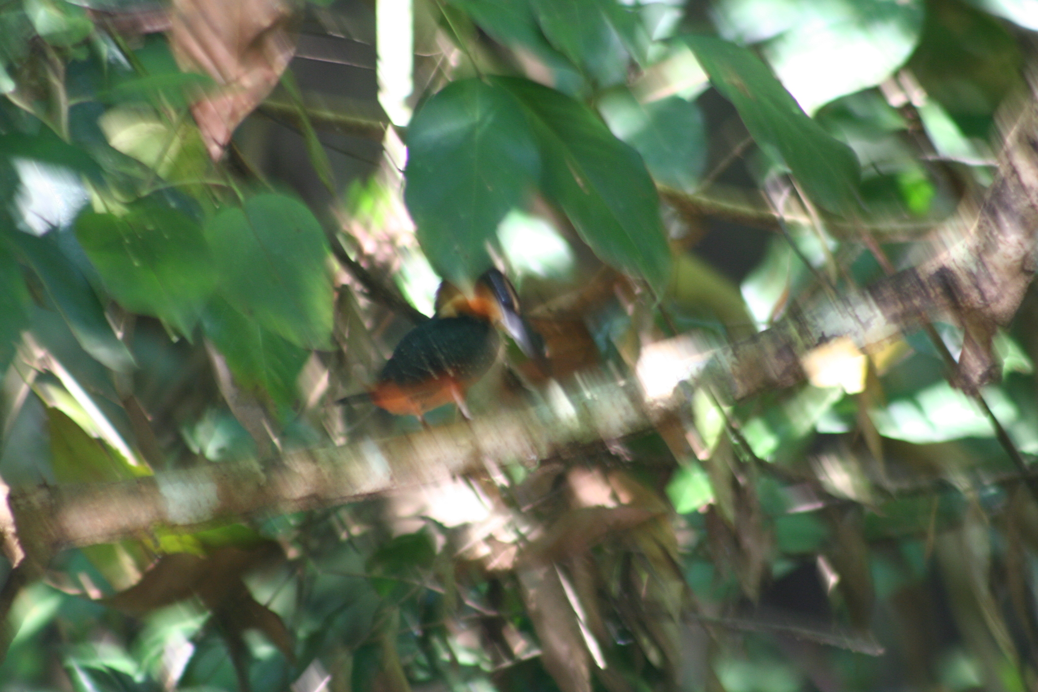Green-and-rufous Kingfisher (Chloroceryle inda), photo 6