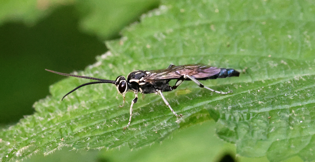 Coelichneumon in August 2024 by Ron Goetz. Male, sitting vigilantly on ...