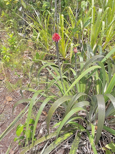 Guacamaya superba, photograph 6
