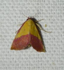 Phytometra rhodarialis