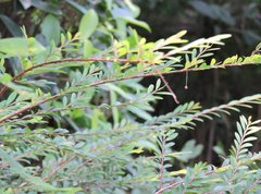 Phyllanthus myrtifolius