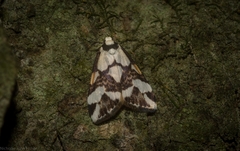 Thallarcha staurocola