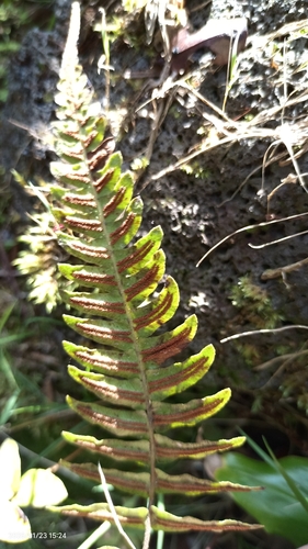 Blechnum appendiculatum
