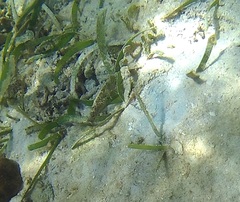 Thalassia hemprichii