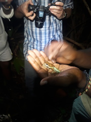 Ranoidea thesaurensis