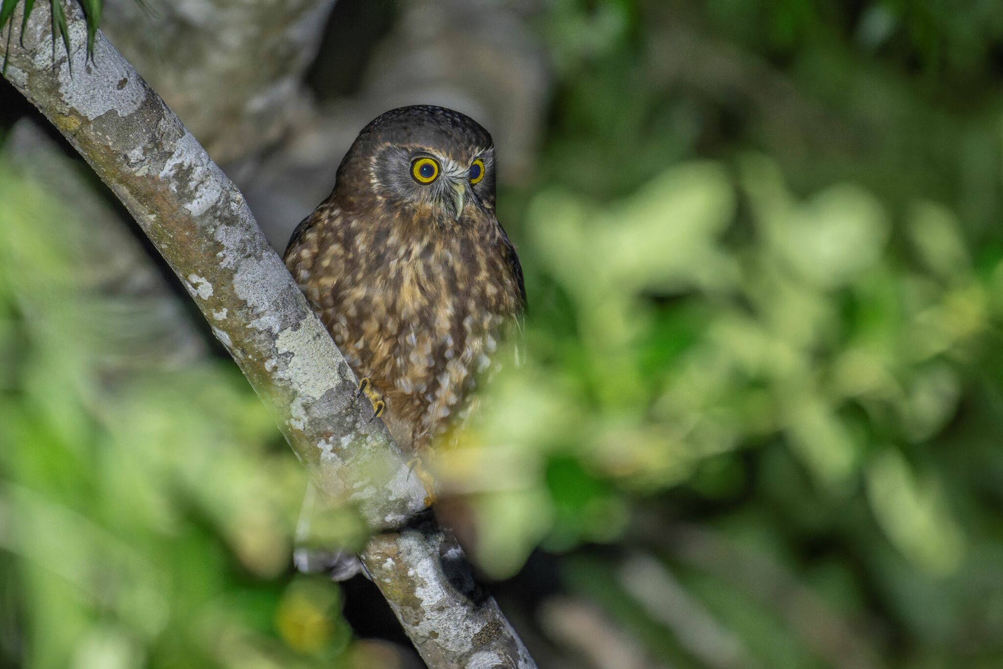 Morepork illustration