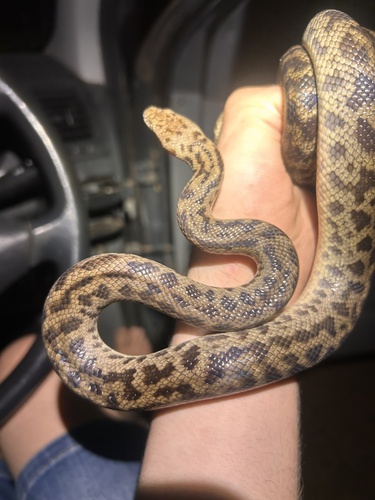 Spotted Python sighting