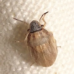 Homaemus