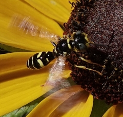 Philanthus bilunatus