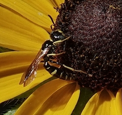 Philanthus bilunatus