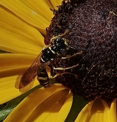 Philanthus bilunatus