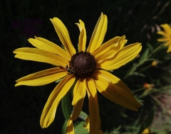 Philanthus bilunatus