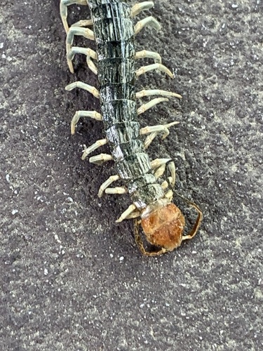 Photo of Blue Keeled Centipede (Otostigmus scaber)