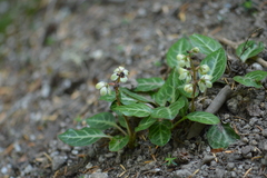 Pyrola picta