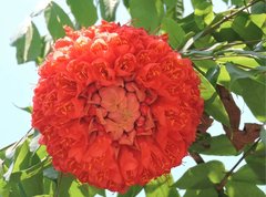 Brownea grandiceps