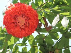 Brownea grandiceps