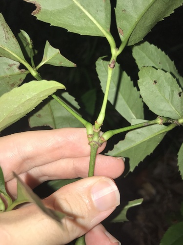 Image of Sarcandra glabra by no rights reserved