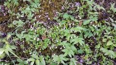 Linnaea borealis longiflora