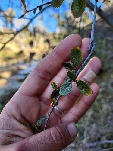 Birch-leaf Mountain-mahogany foliage