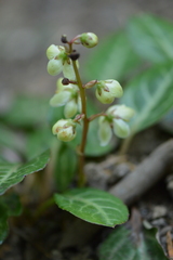 Pyrola picta