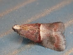 Moodna ostrinella